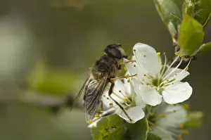 Zweefvlieg Prints: Zweefvlieg, Hoverfly