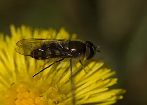 Zweefvlieg Prints: Zweefvlieg, Hoverfly