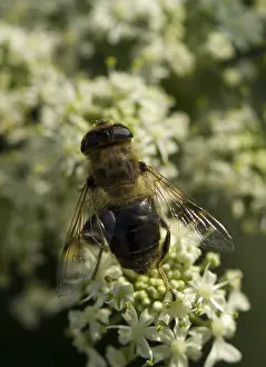 Zweefvlieg Prints: Zweefvlieg, Hoverfly