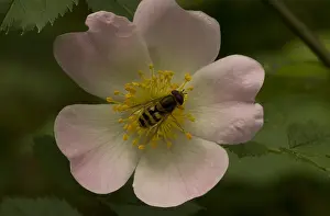 Zweefvlieg Prints: Zweefvlieg, Hoverfly