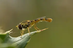 Zweefvlieg Prints: Zweefvlieg, Hoverfly