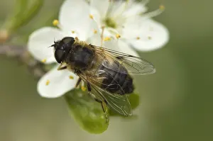 Zweefvlieg Prints: Zweefvlieg, Hoverfly