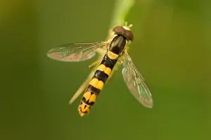Zweefvlieg Prints: Zweefvlieg, Hoverfly