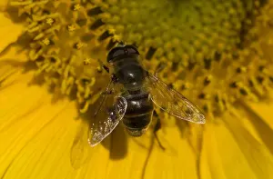 Zweefvlieg Prints: Zweefvlieg, Hoverfly