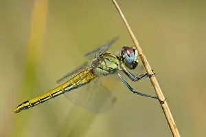 Images Dated 17th June 2007: Zwervende heidelibel, Red-veined Darter, Sympetrum fonscolombii