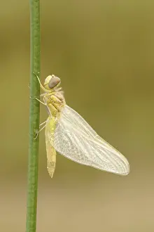 Sympetrum Prints: Zwervende heidelibel; Sympetrum fonscolombii; Red-veined darter;
