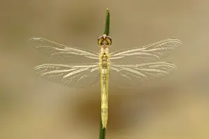 Sympetrum Prints: Zwervende heidelibel; Sympetrum fonscolombii; Red-veined darter;