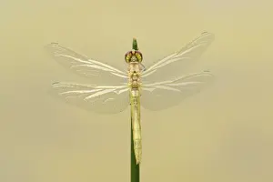 Sympetrum Prints: Zwervende heidelibel; Sympetrum fonscolombii; Red-veined darter;