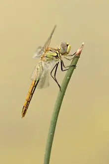 Sympetrum Prints: Zwervende heidelibel; Sympetrum fonscolombii; Red-veined darter;
