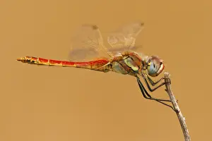 Sympetrum Prints: Zwervende heidelibel; Sympetrum fonscolombii; Red-veined darter;