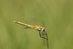 Sympetrum Prints: Zwervende heidelibel; Sympetrum fonscolombii; Red-veined darter;