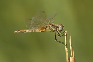 Sympetrum Prints: Zwervende heidelibel; Sympetrum fonscolombii; Red-veined darter;