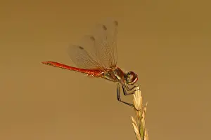Sympetrum Prints: Zwervende heidelibel; Sympetrum fonscolombii; Red-veined darter;