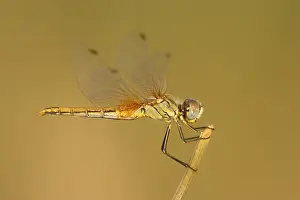 Sympetrum Prints: Zwervende heidelibel; Sympetrum fonscolombii; Red-veined darter;