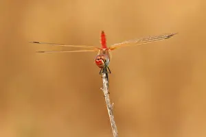 Sympetrum Prints: Zwervende heidelibel; Sympetrum fonscolombii; Red-veined darter;