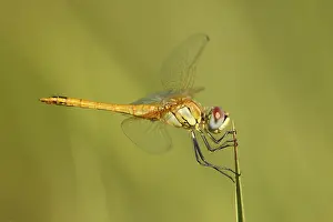 Sympetrum Prints: Zwervende heidelibel; Sympetrum fonscolombii; Red-veined darter;